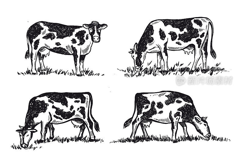 Cows chew grass set, hand drawn illustrations.